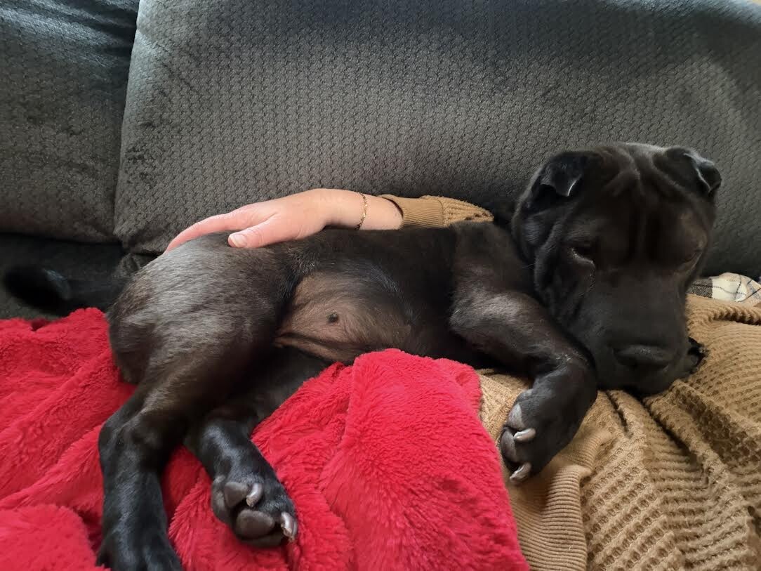 Picture of the Animal Listed